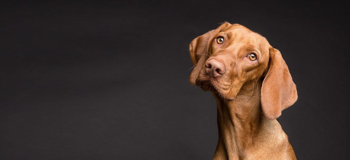 brown-dog-staring